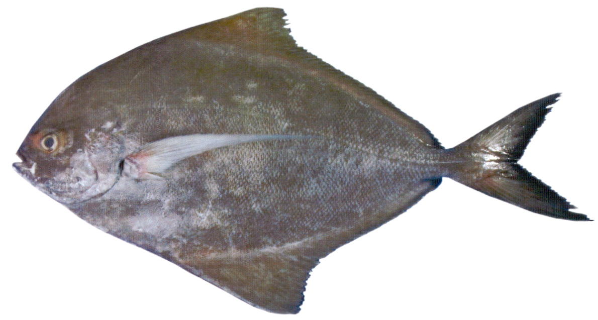 Fish 1
